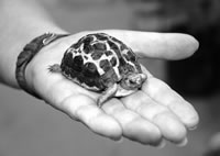 Spider Tortoise