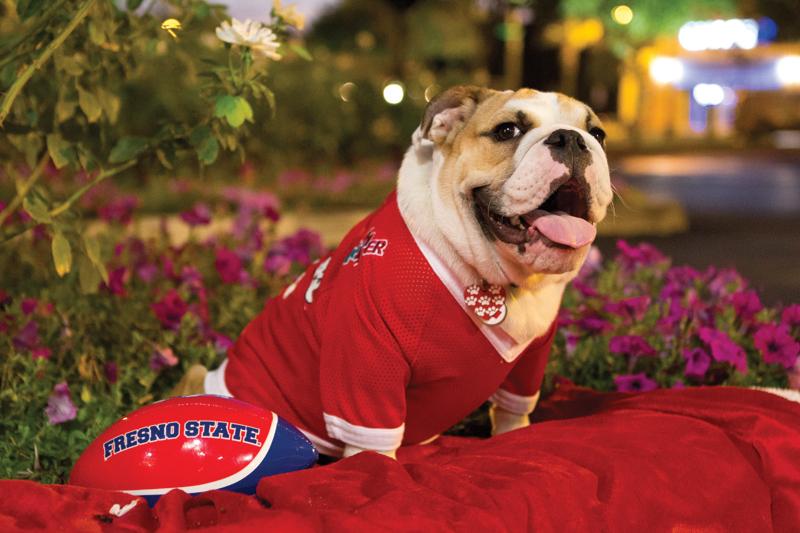 Donated to the Fresno State athletics program, Victor E. II was picked by Dr. Kelly Weaver who is a veterinarian at Pet ER. Victor E. II is in the middle of his training season and is expected to make many appearances. 
Roe Borunda / The Collegian
