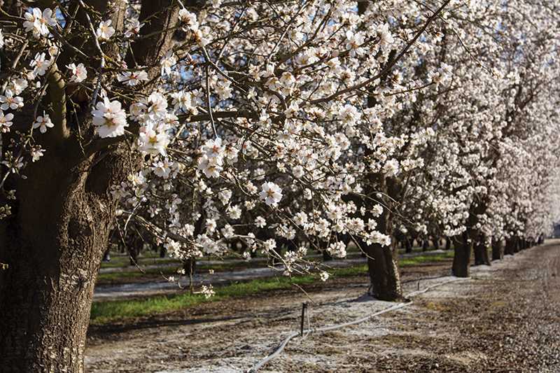 California’s Central and San Joaquin Valleys produce 84 percent of the world’s almond supply. Fresno State’s orchards contribute annually to the meet the global demand.
Photo by Roe Borunda / The Collegian