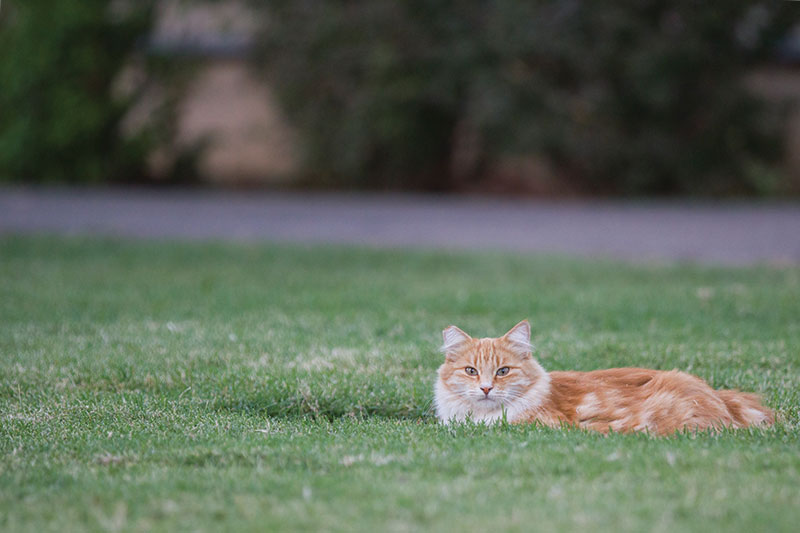 Fresno State shares campus with animal kingdom