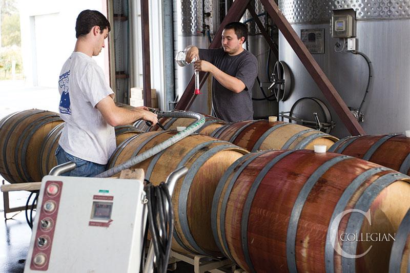 Winery interns learn on the job