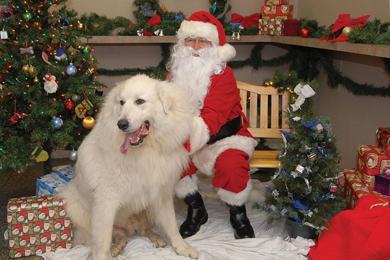 Photo courtesy of Rosie Davenport

Santa and a fluffy friend take a sit at the photo booth at last year’s Holiday Bake, Craft and Book Faire put on by the Valley Animal Center. 