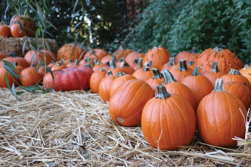 Logan Downing / The Collegian
Hobb’s Grove in Sanger, California is celebrating its 15th year as a local Halloween attraction. The venue also has pumpkins available for sale at the Pumpkin Grove area.