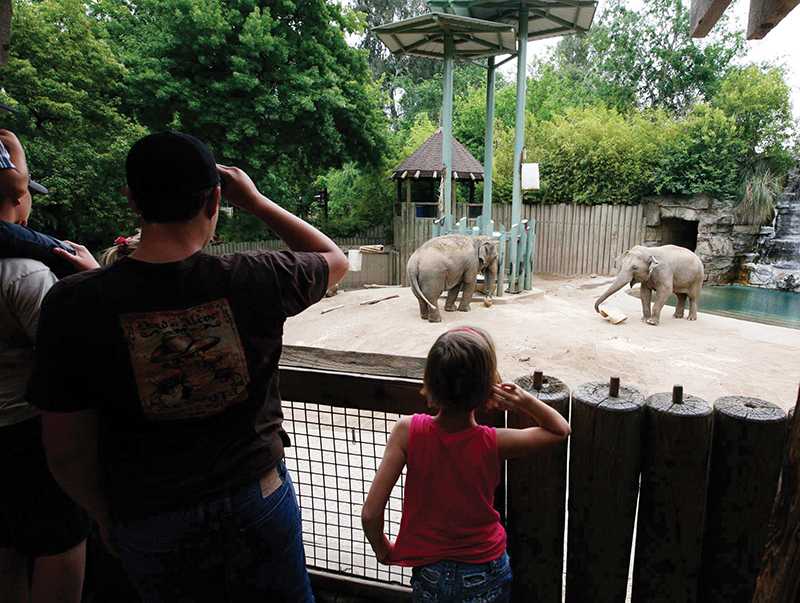 Visitors watch elephants Shaunzi, left, and Kara as they wander around their exhibit area during feeding time at the Chaffee Zoo in Fresno, California, on May 25, 2010. Zookeepers put food in high places or bury it so that the elephants have to work harder to reach it. (Craig Kohlruss/Fresno Bee/MCT)