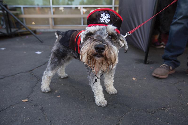 Darlene Wendels / The Collegian
Otto, a miniature schnauzer dressed in a pirate costume for the annual Whitie’s Pets Pooch Parade on Saturday. 