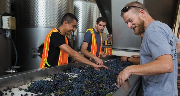 Winemaker and lecturer, Matt Brain (right), shows students of the enology progam how to identify different characteristics of the grapes being processed for wine during processing at the Fresno State Winery, Saturday, Aug. 29, 2015. 