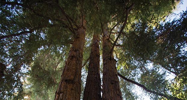 Fresno State plans to remove 87 dead, diseased or damaged trees, including some redwoods, across campus as part of the campus’ tree care work program (Darlene Wendels / The Collegian)