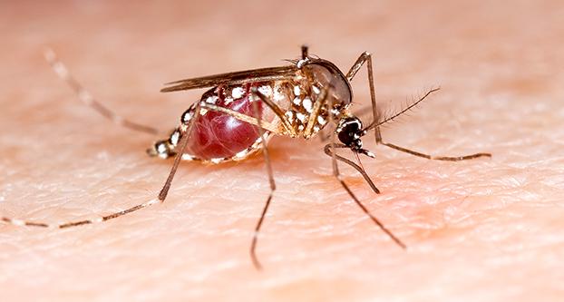 The mosquito (Aedes aegypti) can spread several diseases, including the Zika virus, as it travels from person to person. Only the females feed on blood. In this photo, the mosquito is just starting to feed on a person’s arm. (Courtesy Photo - U.S. Department of Agriculture) 