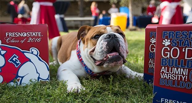 Victor E. Bulldog III handing out grad boxes to students during Fresno State’s Grad Fest. (Khone Saysamongdy/The Collegian)