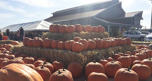 Pumpkin patch in front of Rue and Gwen Gibson Farm Market on Saturday, Oct. 22, 2016 (Johnsen Del Rosario/The Collegian).