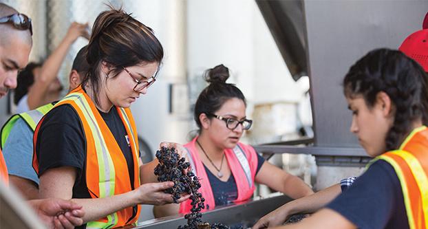 Fresno State students and staff members of the Viticulture and Enology Department, picks out stems and leaves from grapes at the campus winery, Sept. 29, 2016. (Khone Sayasamongdy/The Collegian)