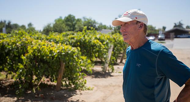Winemaker Thomas Montgomery looks over the vineyard at Fresno State on Aug. 28, 2017. The grapes that are grown in the vineyard are used to produce Fresno State wine. (Daniel Avalos/ The Collegian)