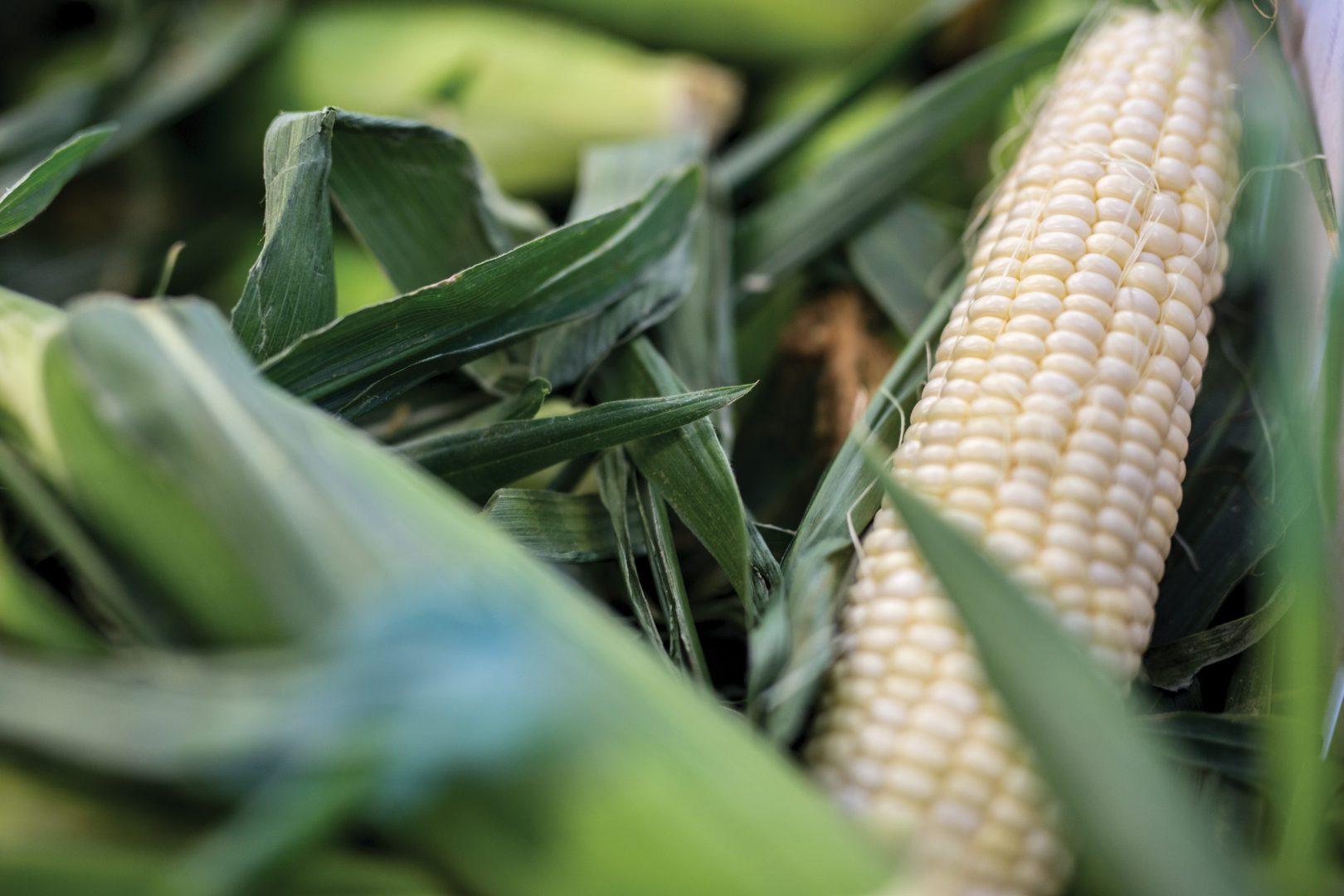 An ear of corn peaks through the leaf-filled container at the Gibson Farm Market on Sept. 20, 2017. The corn is one of the market’s most popular summer item. (Daniel Avalos/The Collegian)