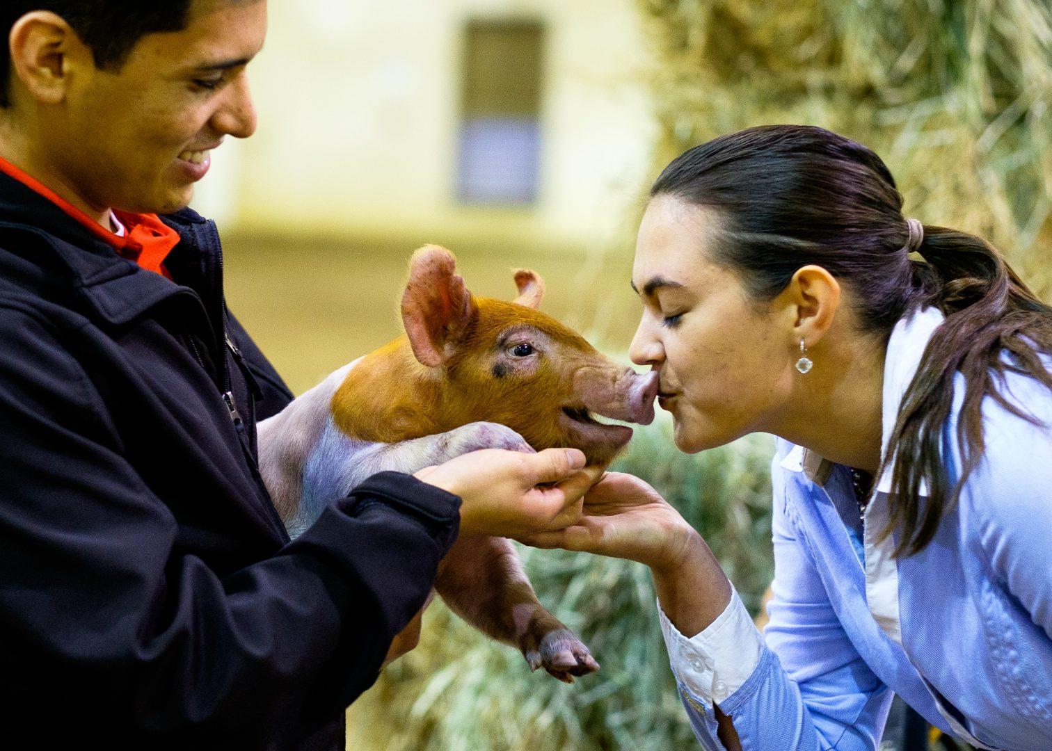 Swine Unit Herdsman Hugo Rodriguez holds the month-old piglet ‘Missy’ as Secretary Victoria Tolin kisses her snout as part of the initiation for the Block and Bridle club on March 14, 2018 at the Animal Science Pavilion. (Ramuel Reyes/The Collegian)