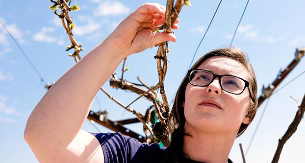 Leah Groves, Fresno States newest vineyard technician examines grape vines at the campus vineyard on March 12, 2018. (Ram Reyes/The Collegian)