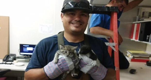 Carpenter+Matt+Montez+with+the+kittens+rescued+from+an+office+ceiling+at+the+Fresno+State+Bulldog+Foundation+offices.+Ruben+Silva+in+background+checks+an+opening+where+the+kittens+were+found.+%28Contributed+photo%29