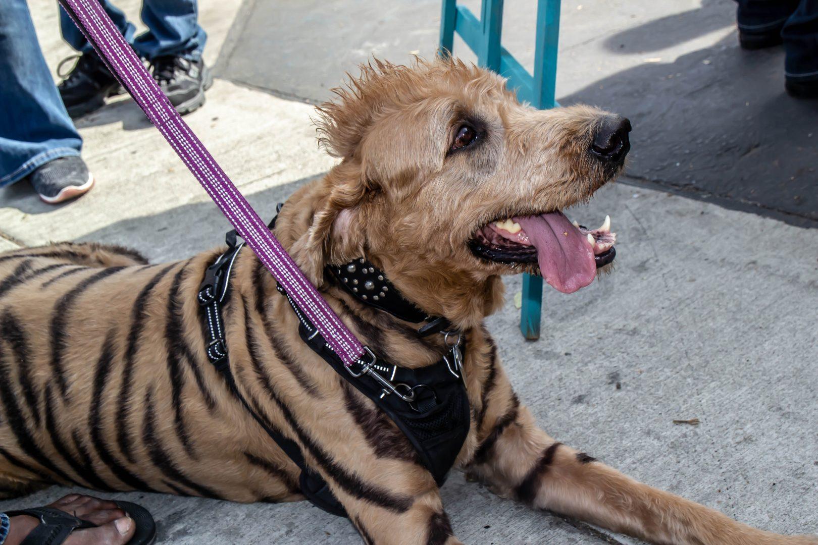 A dog is painted like a tiger for the Whities Pets Pooch Parade, Canine Carnival and Costume Contest in the Tower District on Oct. 28. (Cassie Richter/The Collegian)