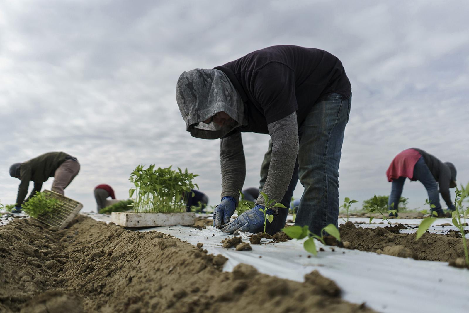 Migrant farm workers transplant jalapeno sprouts from trucks into the soil at a farm on March 7, 2018, in Lamont, Calif. Two California Democrats filed legislation that would give undocumented immigrant farmworkers and their families a path to legal resident status and possibly U.S. citizenship. (Marcus Yam/Los Angeles Times/TNS)