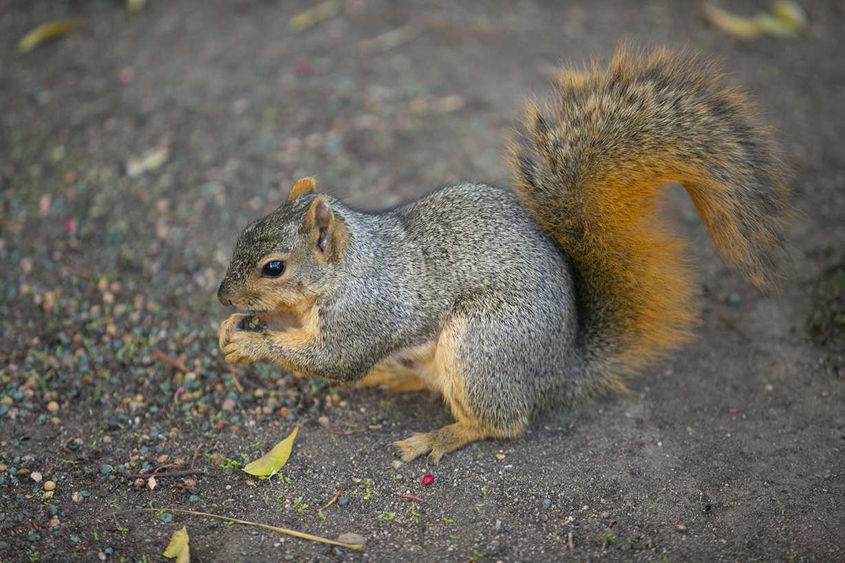 Squirrels on campus