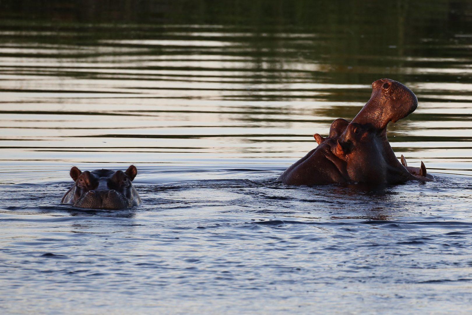 Hippos+pop+up+their+heads+during+a+cruise+along+the+Kwando+River+in+Namibia.+Twenty-two+hippopotamuses+have+died+from+anthrax+disease+at+Liwonde+National+Park+in+Malawi+over+the+past+two+months%2C+a+wildlife+official+said+on+Tuesday.+%28Michaela+Urban%2FChicago+Tribune%2FTNS%29