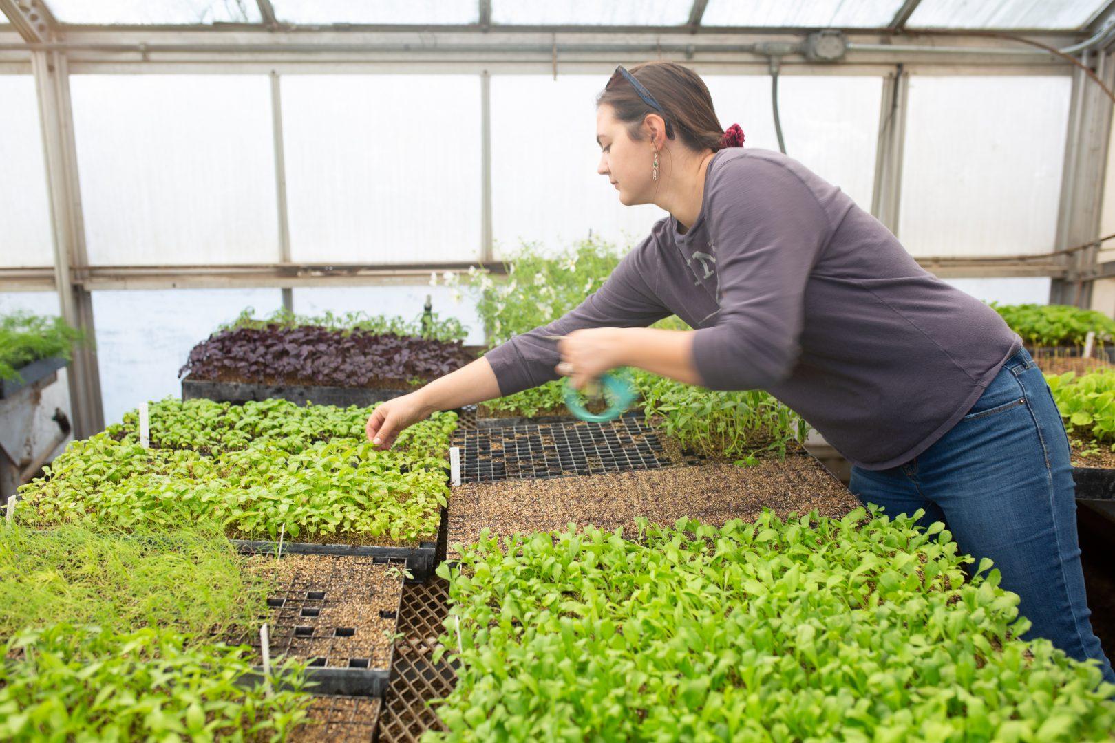 Fresno State student Victoria Tolin picks some basil from green house at Horticulture building at Fresno State on Tuesday Feb. 25, 2020 (Armando Carreno/The Collegian)