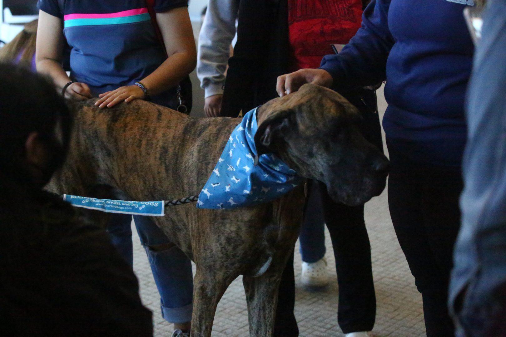 The Healthy Campus Week events began with pet therapy on Monday, March 14. (JesÃºs Cano/The Collegian)