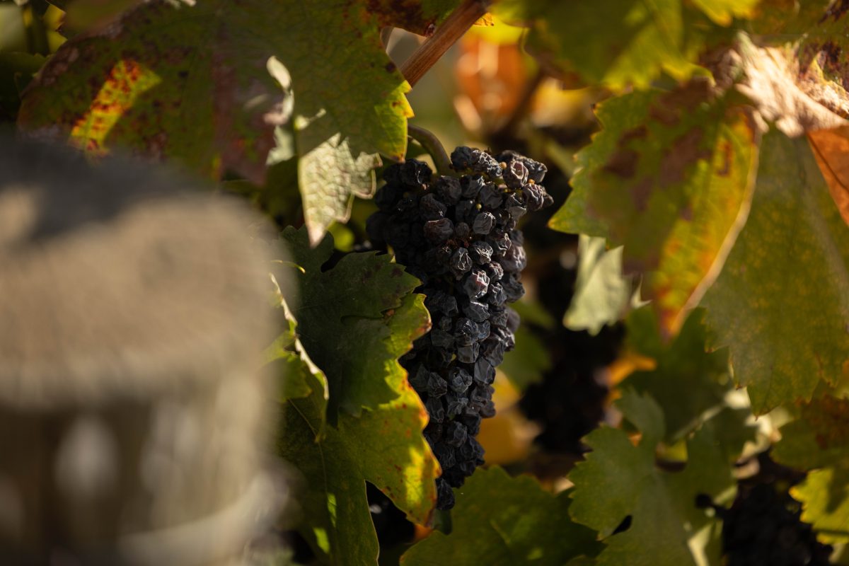 Ripe+grapes+in+the+agriculture+fields+on+Nov.+1+at+California+State+University%2C+Fresno.