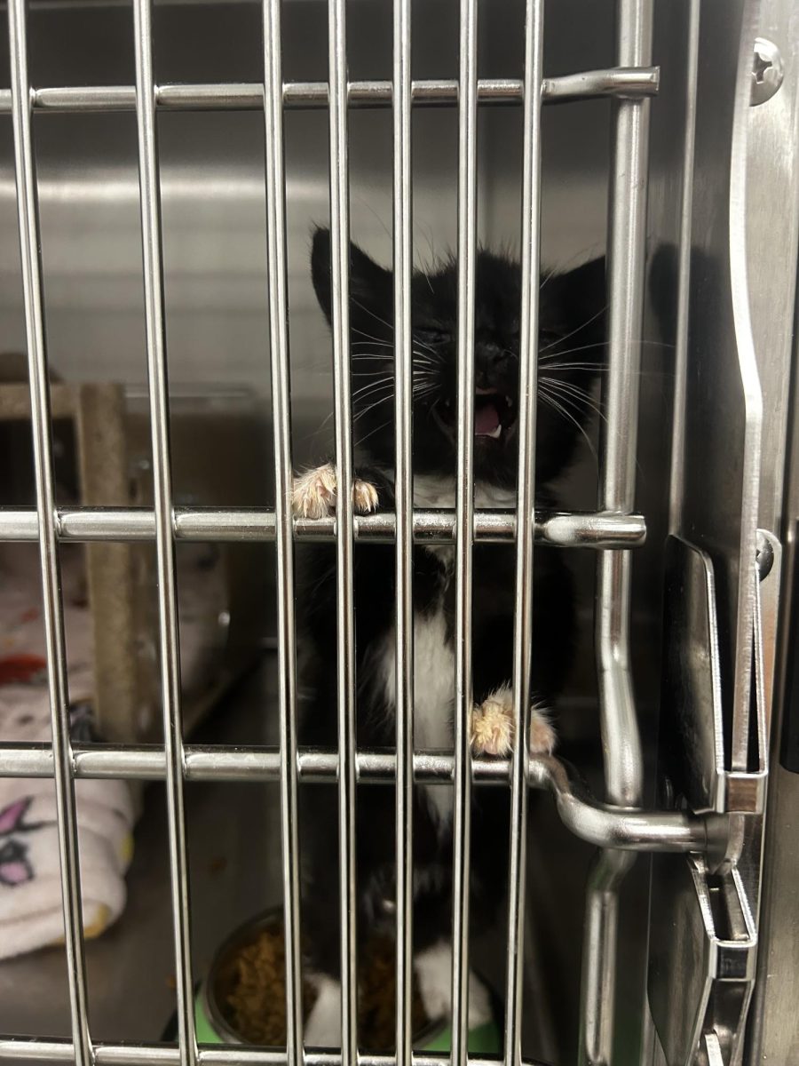 A tuxedo kitten at Fresno County Animal Center, meowing