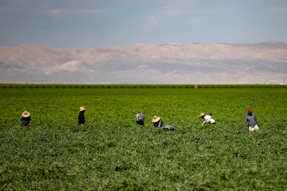 Farmworkers work on a field outside of Bakersfield in Kern County on July 25 2023. 