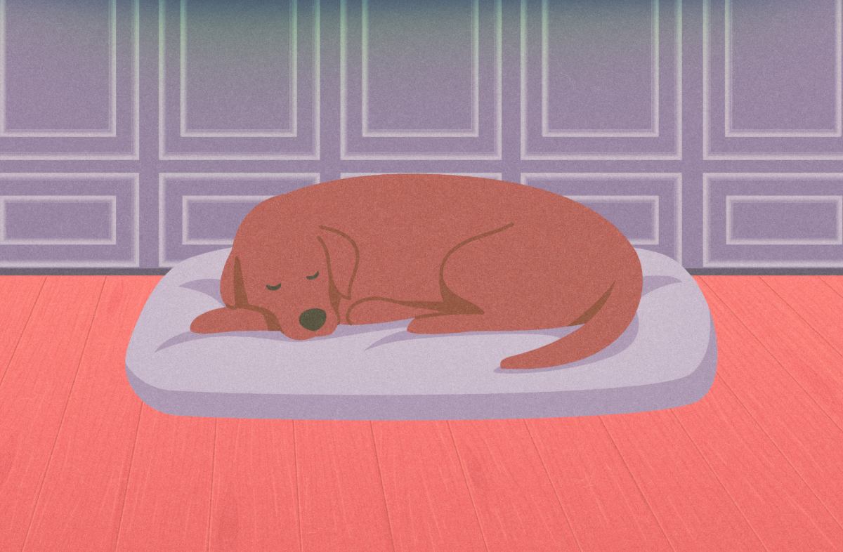 Recollections: 'Sleeping Dog'