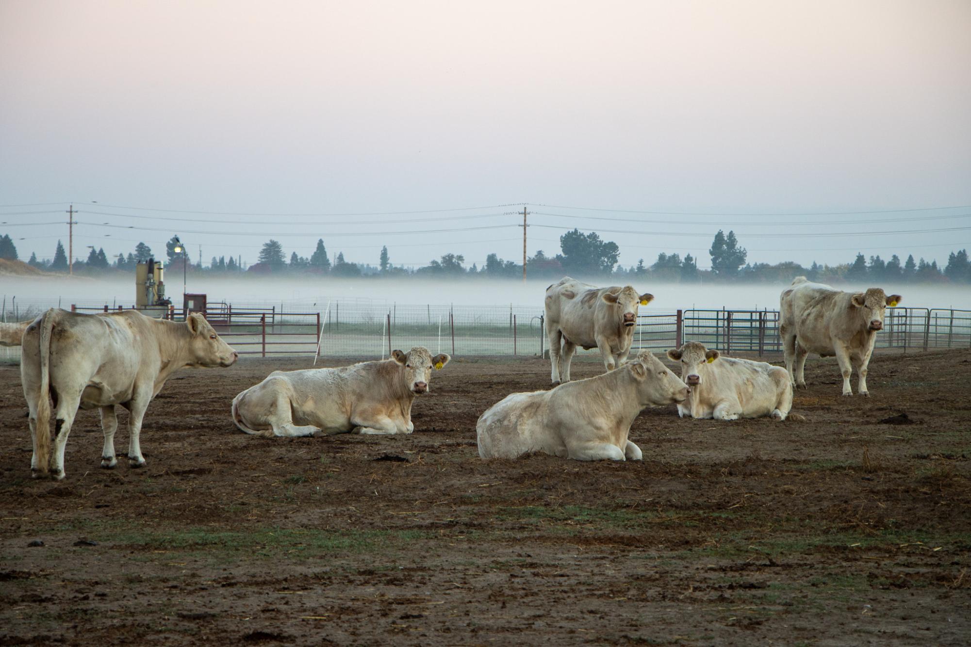 Fresno State's award winning Charolais rest as the morning fog rolls away on Nov. 7. 