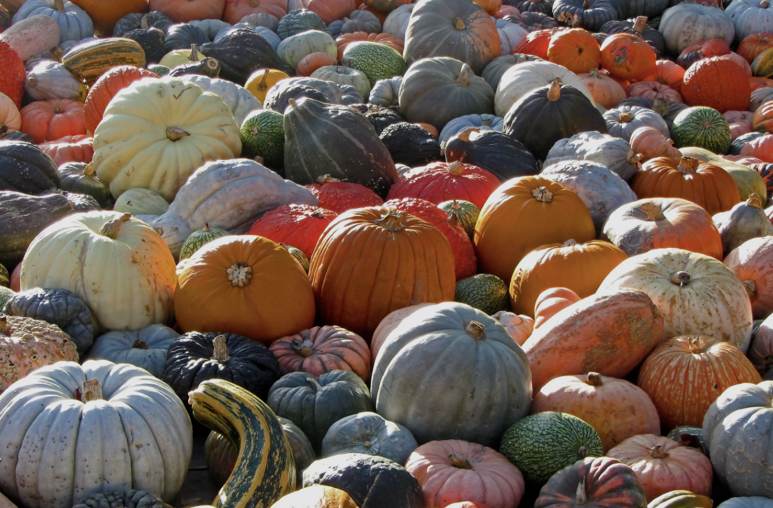 An assortment of pumpkins.