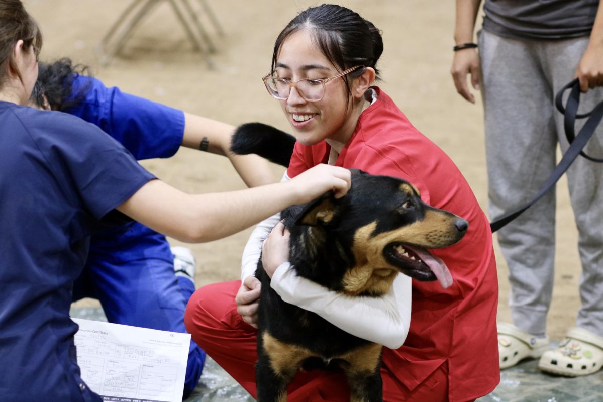 A pre-vet student comforts a dog before it begins its treatment. 