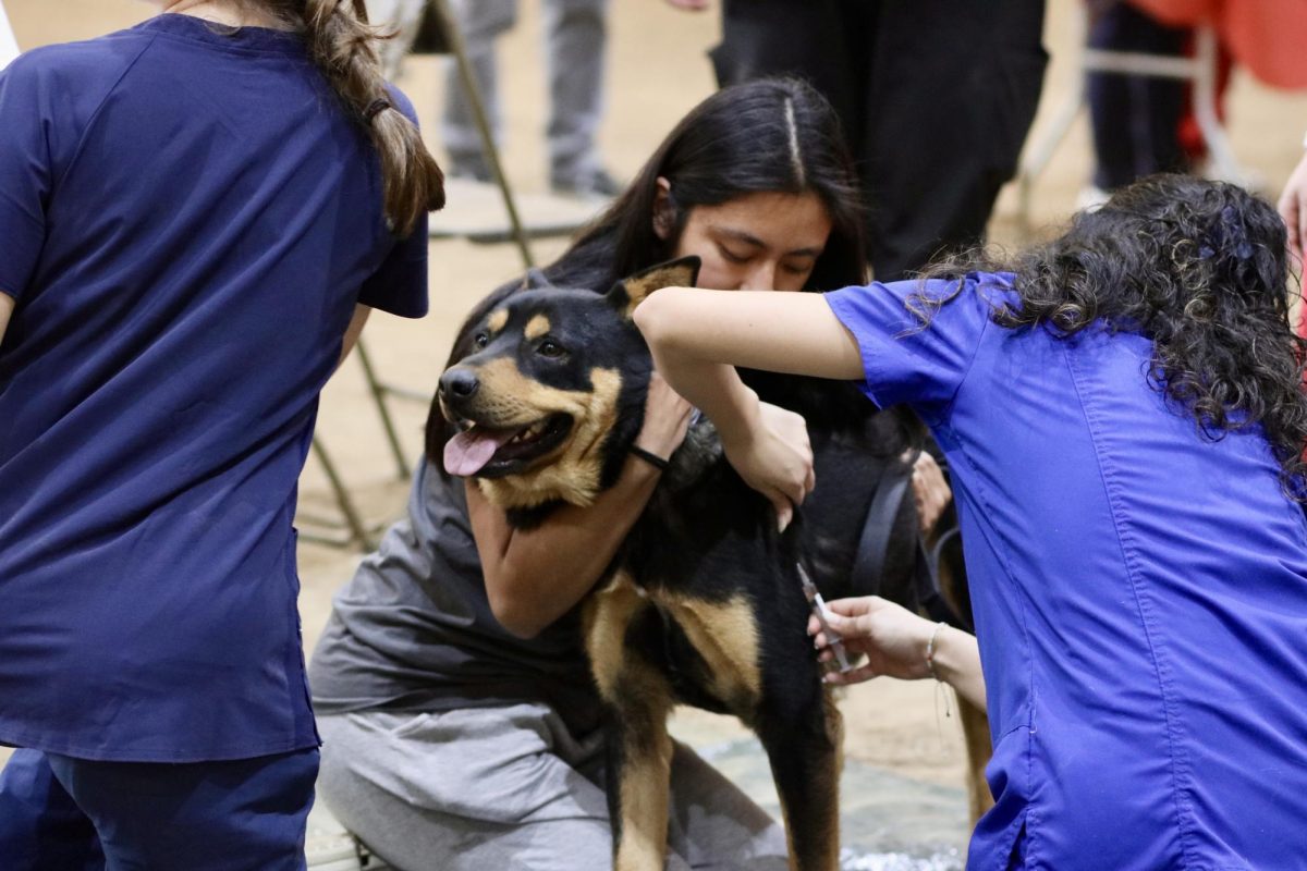 A dog receives a vaccine from one of the pre-vet students. 