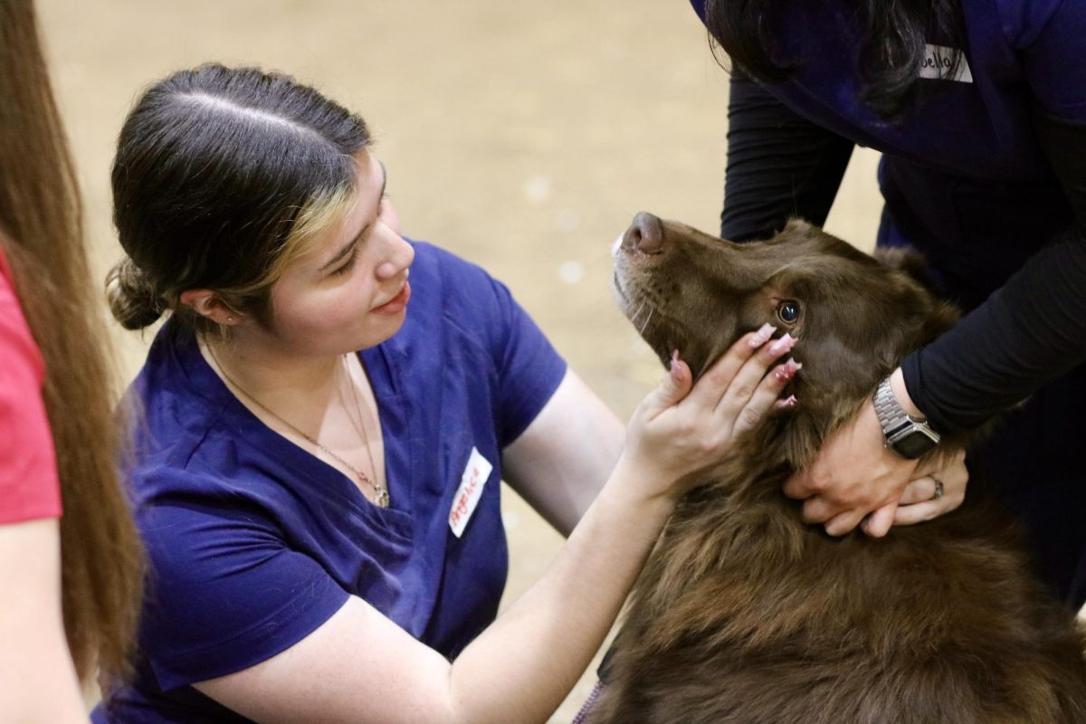 A pre-vet student shares a special moment with a dog who is feeling scared before treatment. 