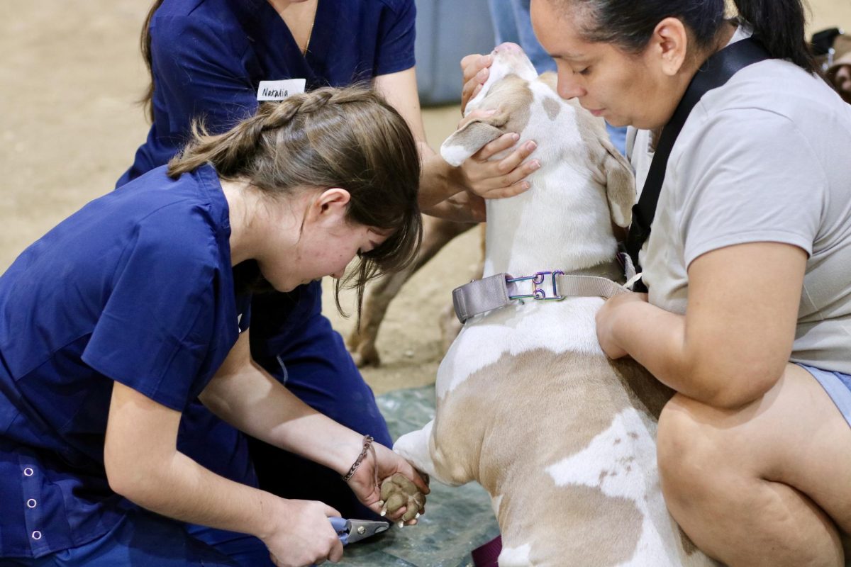 A dog gets their nails clipped by one of the pre-vet students as their owner holds and comforts them. 
