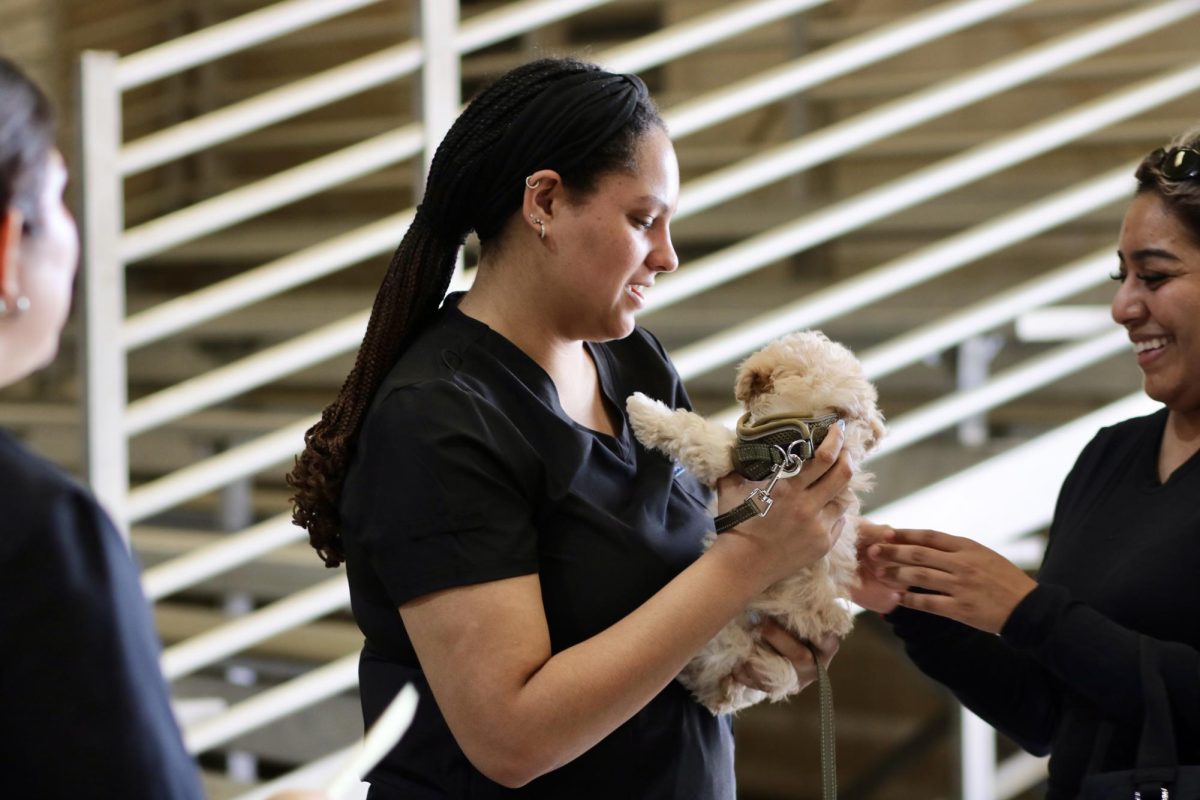 A pre-vet clinic staff member hands the puppy back to their owner to be sent to one of the clinic tables for treatment. 