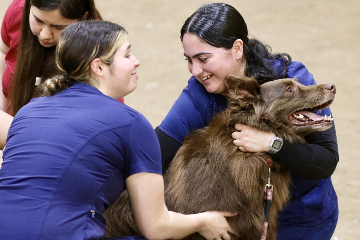 Two pre-vet students prepare a dog before it receives a vaccine shot. 