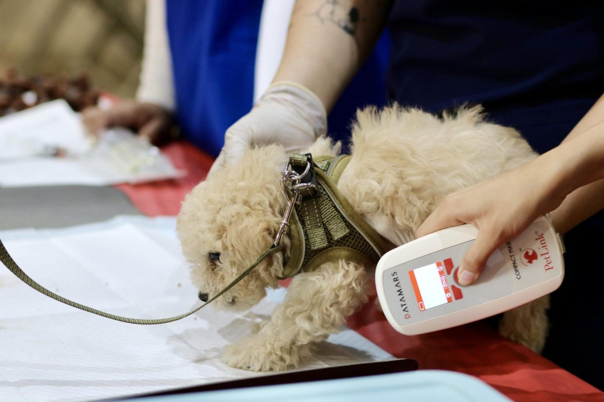 A puppy gets scanned to check for a microchip before receiving one by a pre-vet student. 