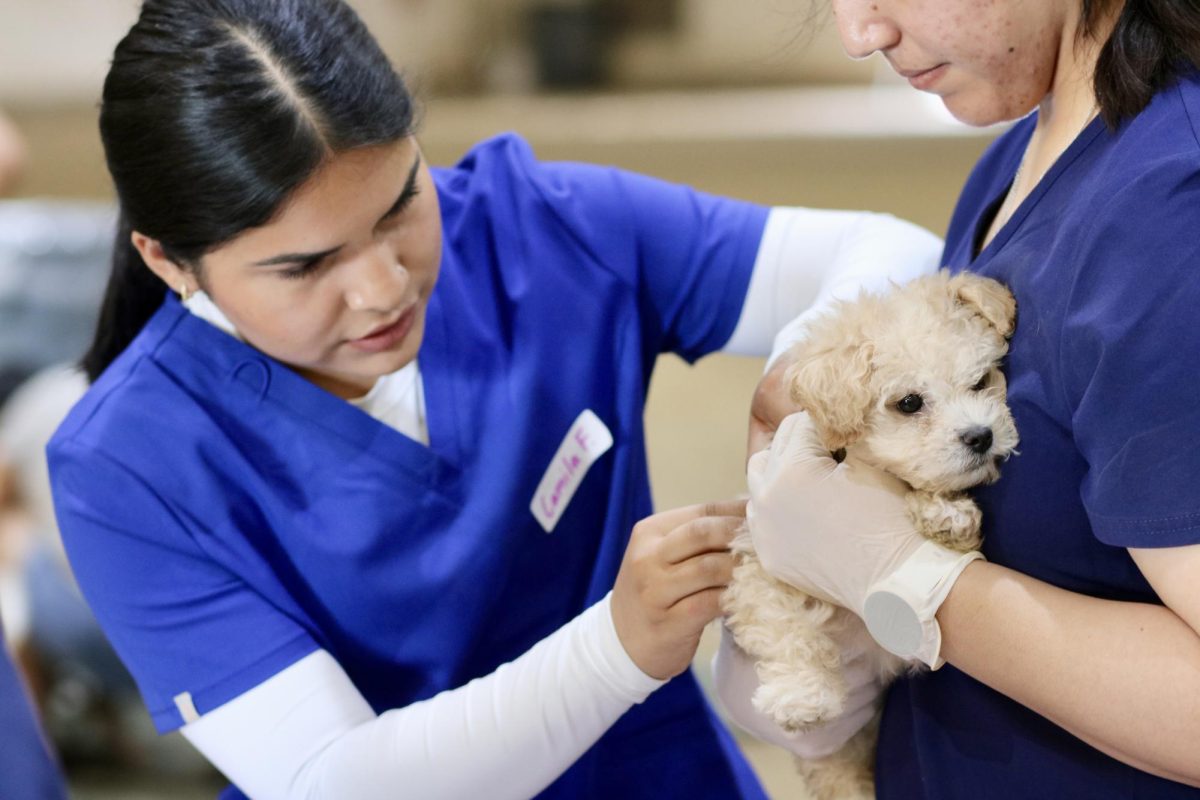 A puppy receives microchip treatment from a pre-vet student. 