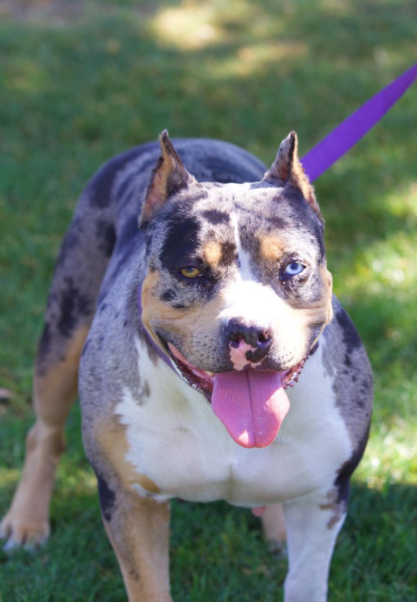 Dog name: Kali