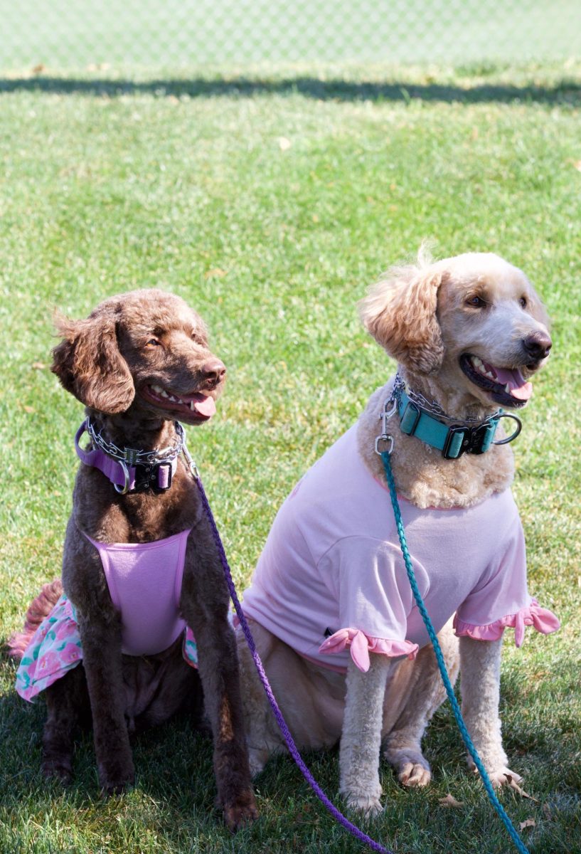 Dog names: Lady Belle (left) and Nova Bear (right)