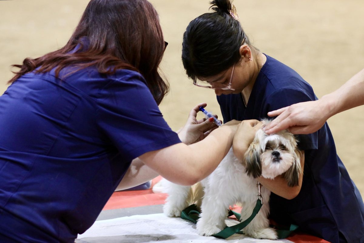 Pre-vet students give a dog a vaccine as another student pets its head to calm it down. 