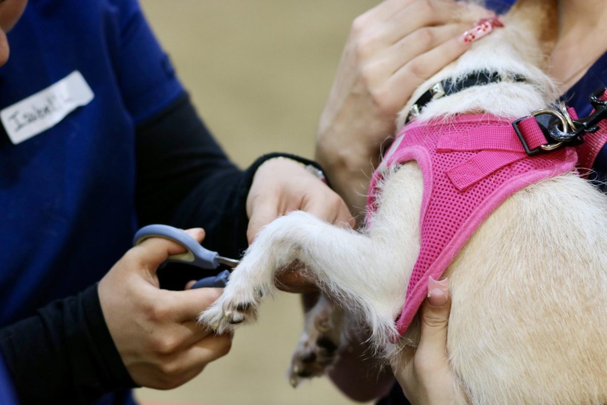 A close-up photo of a dog having its nail clipped by a pre-vet student. 