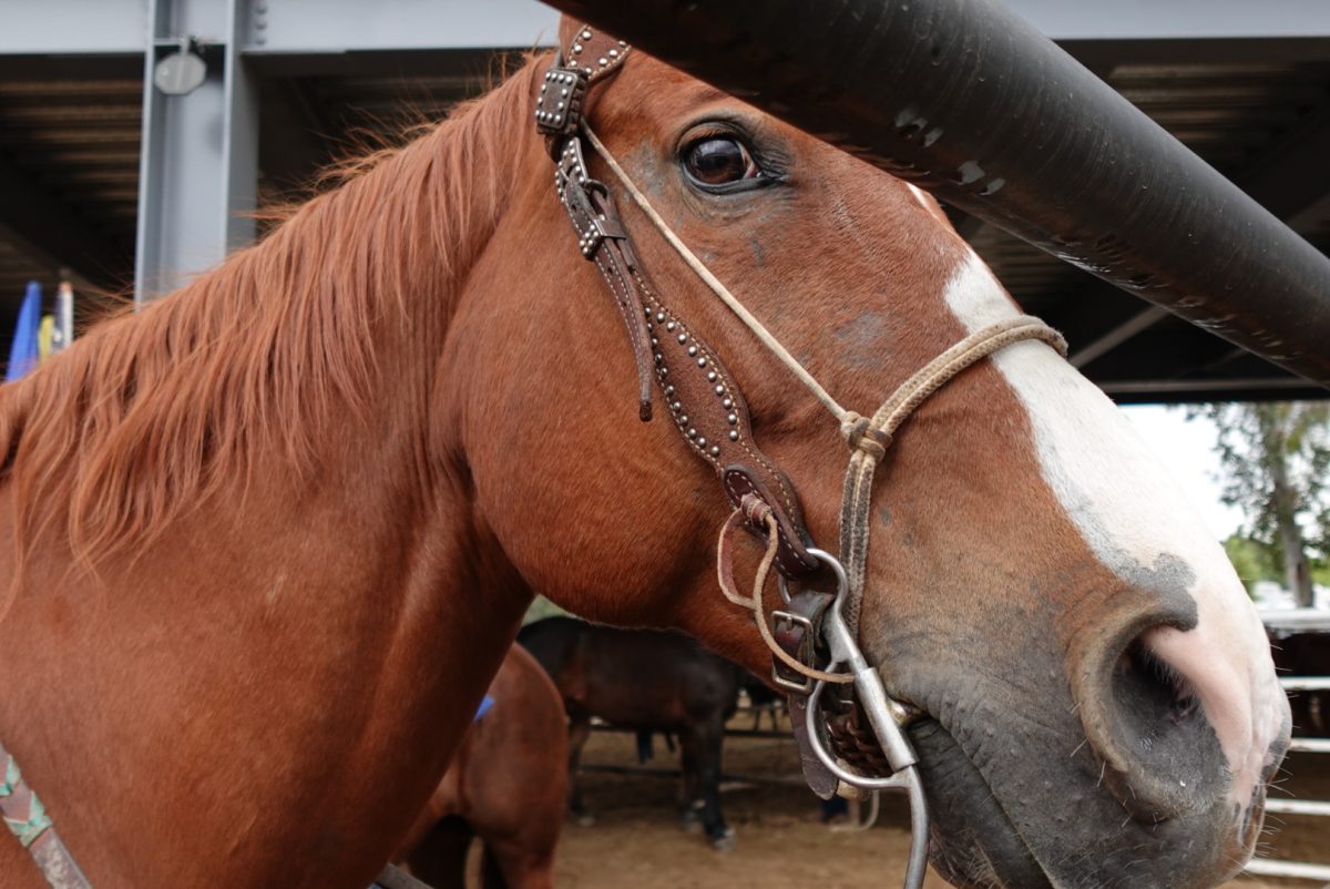 A horse looks at the camera at the Clovis Rodeo in Spring 2025.