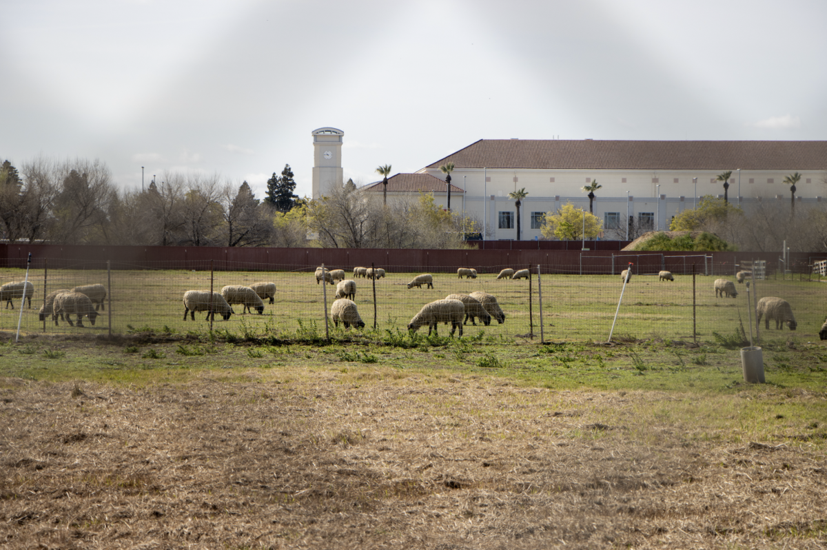 Sheep roam on Fresno State's agricultural property.