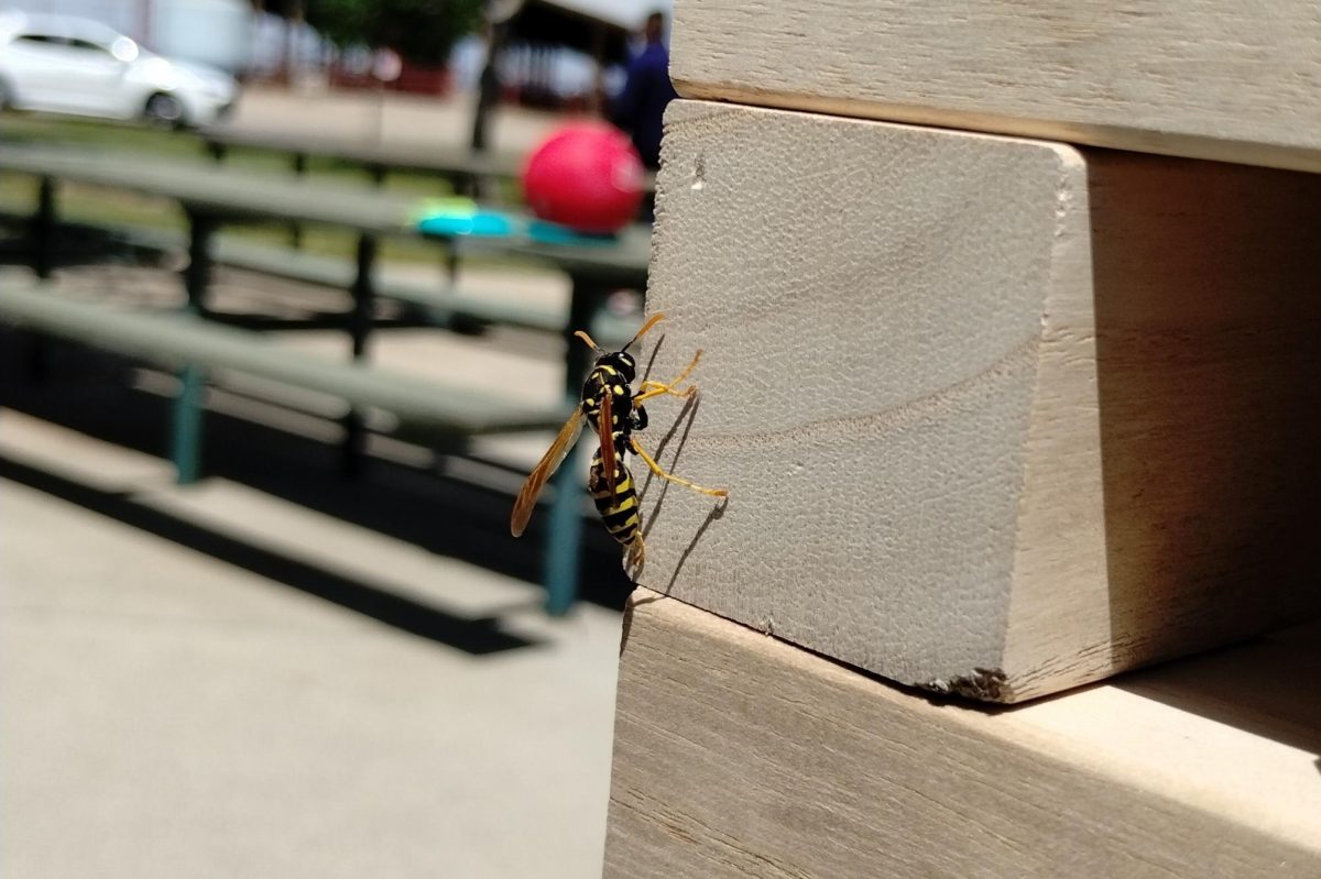 A wasp lands on a Jenga tower at the Media, Communications and Journalism picnic on April 24.